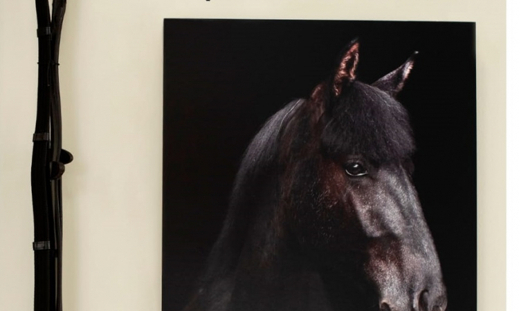 Фотовыставка «Без повода»